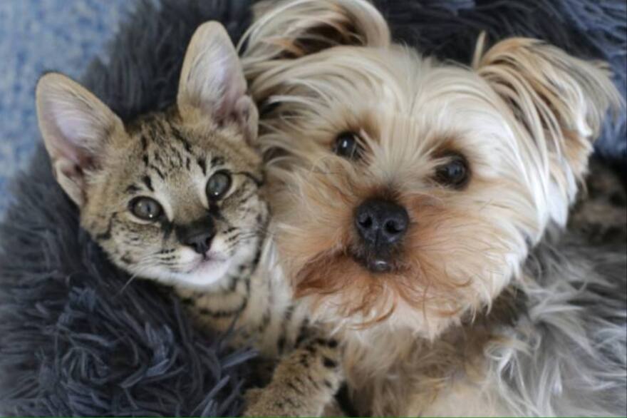 Peine Secador Peludo Pro