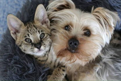 Peine Secador Peludo Pro