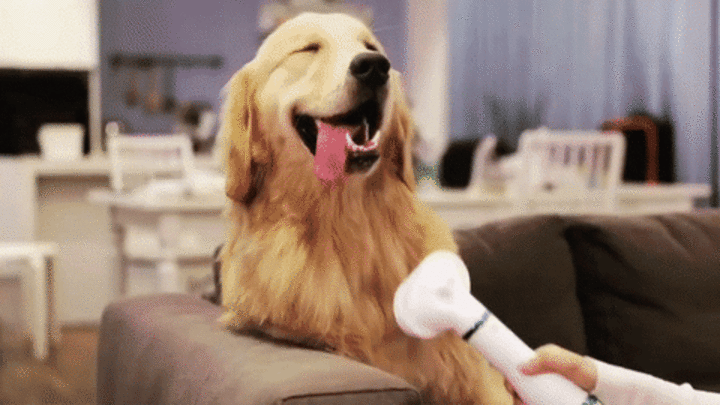 Peine Secador Peludo Pro